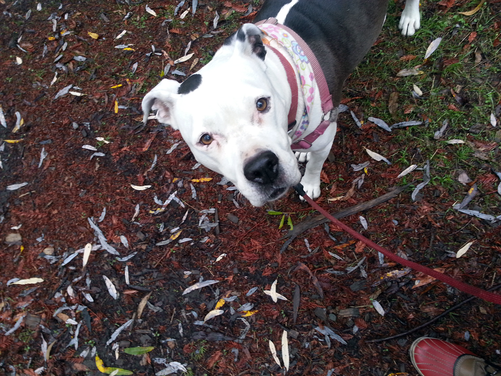 Stella, a happy doggy - Dimond Park