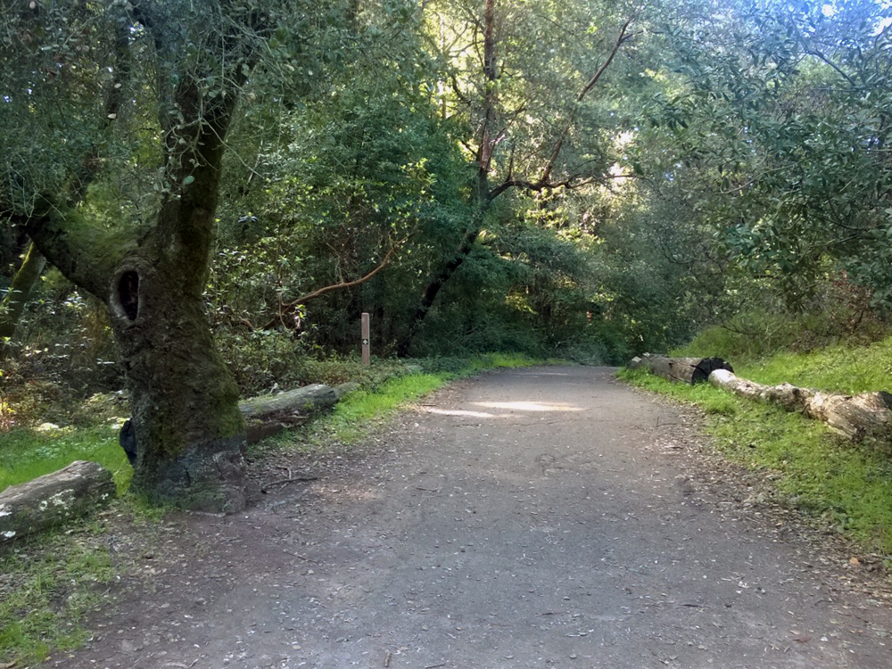 Big Trees Trail at Redwood Glen - Joaquin Miller Park
