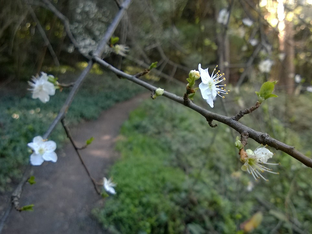 Plum blossoms - Joaquin Miller Park